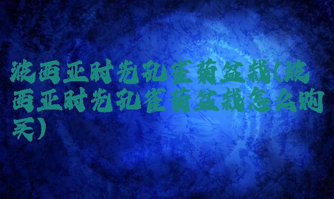 波西亚时光孔雀菊盆栽(波西亚时光孔雀菊盆栽怎么购买)