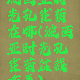 波西亚时光孔雀菊在哪(波西亚时光孔雀菊盆栽咋弄)